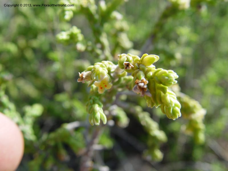 Thymelaea hirsuta--Spain. Andalucia. On C333, ca. 5 km E of Orgiva. 14 Ap (162).jpg