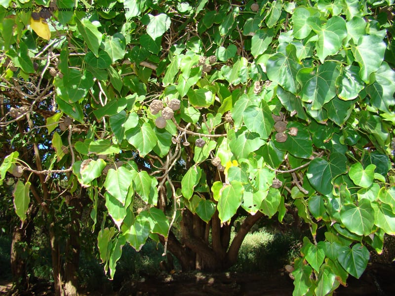 Thespesia populnea--Hawaii. W Maui. DT Fleming St Beach Park. 26 Mch 08. 001.jpg