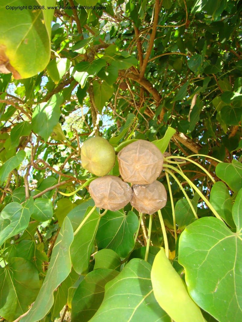 Thespesia populnea--Hawaii. W Maui. DT Fleming St Beach Park. 26 Mch 08. 010.jpg