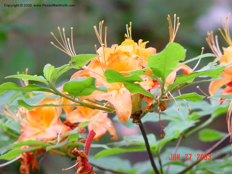 Rhododendron calendulaceum--CT. Redding. Highstead Arboretum. 27 Jun 03. 023.jpg