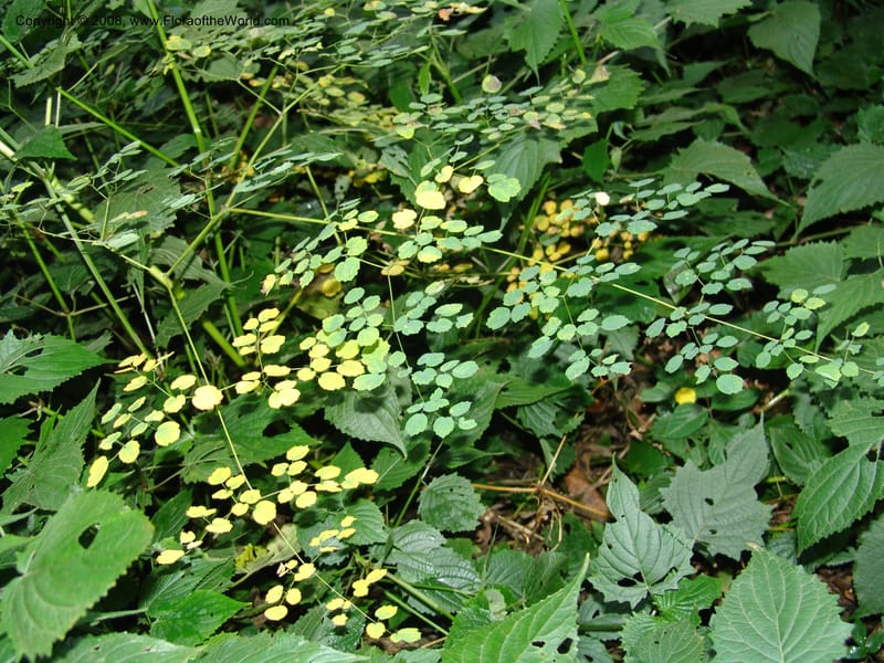 Thalictrum rhynchocarpum--Kenya. Brooks Bond Tea Estate, Kericho. 8 Jul 04. 121.jpg