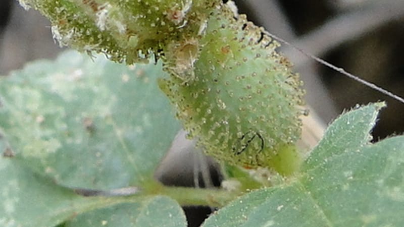 Rosa elymaitica, A. G. Miller 121.3--Iraq. Kurdistan. Shakh-i Pira Magun. 9 June 2010. 272 (8).jpg