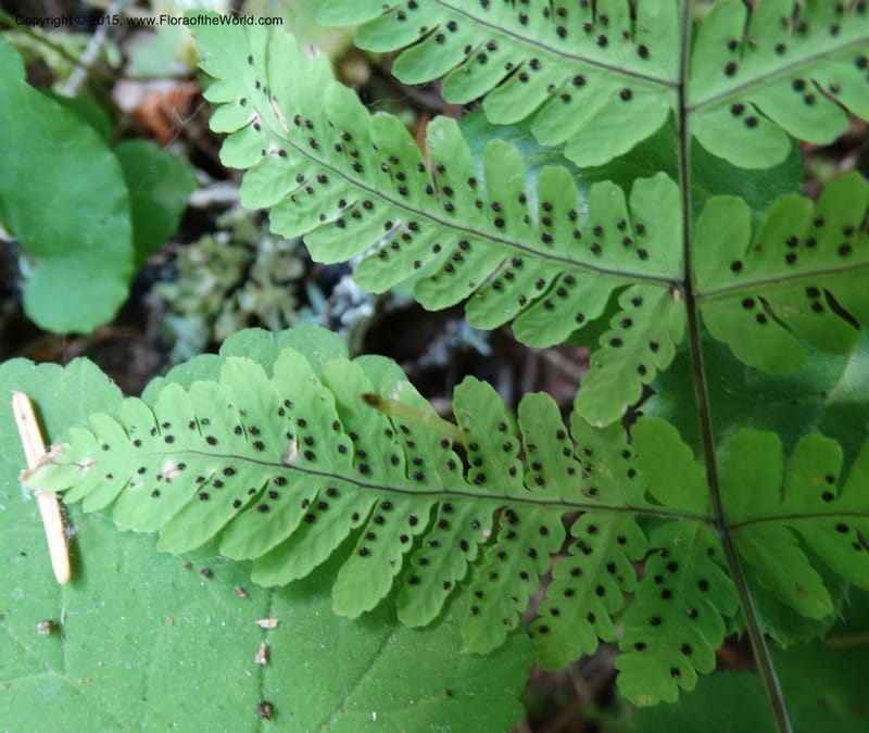 Gymnocarpium dryopteris, Davidson, C 12848--ID. Shoshone Co. St. Hwy 4. E of Burke. 2 Jul 2015. DSC07383 (37).JPG