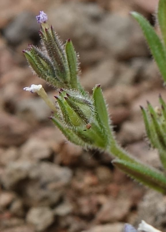 Microsteris gracilis var. humilior, C. Davidson 13566--ID. Blaine Co. Rock Creek Preserve. TNC. 14 May 2017. DSC00477 (117).JPG