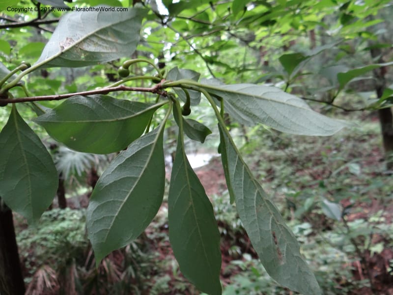 Lindera chienii, Davidson, C 11955--China. Zhejiang Priv. Tian Mu Shan. 31 May 2012. DSC00927 (151).JPG