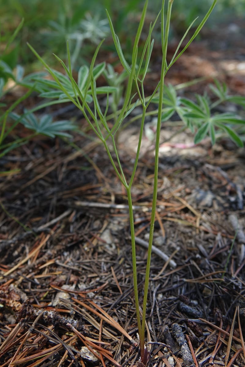 Lomatium idahoense, C. Davidson 13706--ID. Idaho Co. Road to Smith Knob L.O. 11 July 2017. DSC03081 (190).JPG