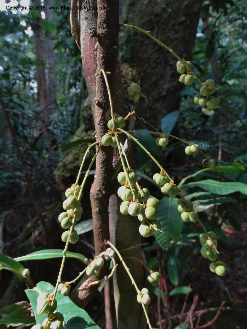Agrostistachys longifolia, Davidson, C 12889--Sabah. Sapa Paya For. Res. 23 Mar 2015. DSC00001 (147).JPG