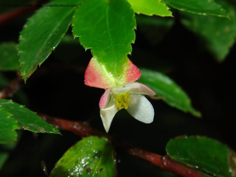 Begonia foliosa, Croat94639--Ecuador. Prov. Pichincha. Nono-Tandayapa. 14 Feb 05. 298.jpg