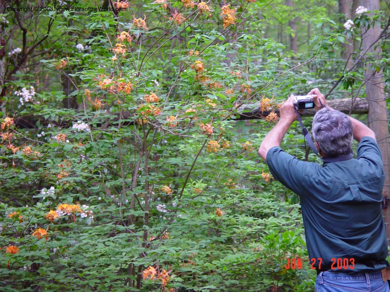 Rhododendron calendulaceum--CT. Redding. Highstead Arboretum. 27 Jun 03. 021.jpg