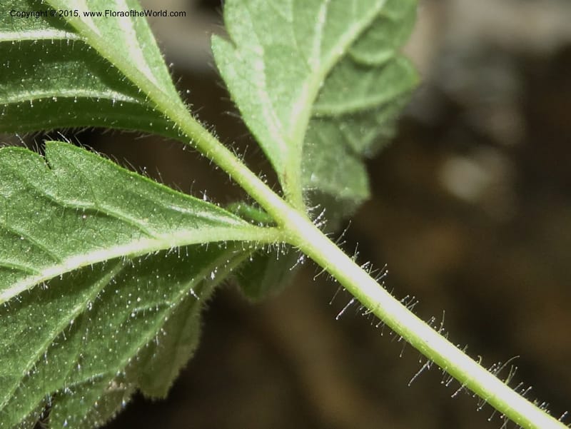 Drymocallis pseudorupestris, Davidson, C 12863--ID. Idaho Co. Seven Devils Mtns. 20 Jul 2015. DSC07745 (51).JPG