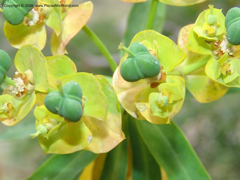 Euphorbia dendroides--Crete. Ep. Kisamos. Sirikari Gorge. 25 May 05. 226.jpg