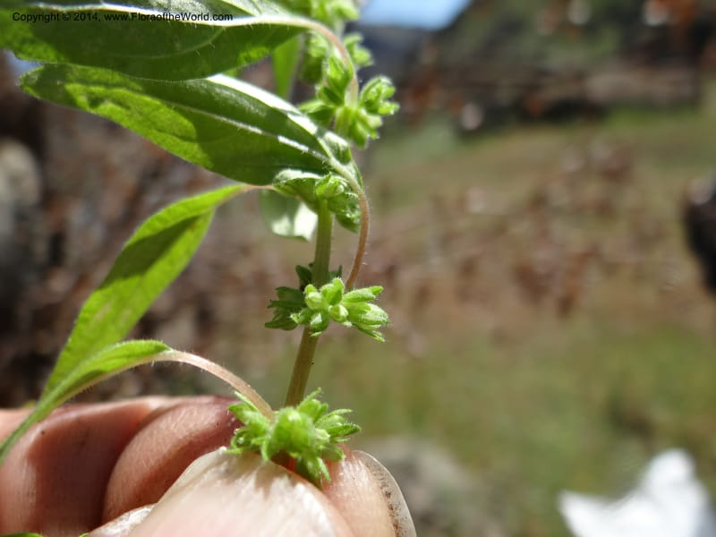 Parietaria pensylvanica, Davidson, C 12143--Oregon. Wallowa Co. Imnaha River. 7 May 2013. DSC03887 (261).JPG