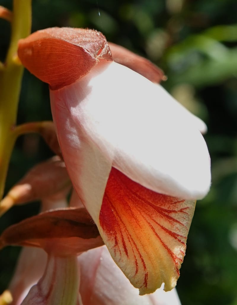 Alpinia blepharocalyx, D. Boufford 44112--China. Yunnan. Lao jun Shan. 30 Apr 2018. DSC00424 (197).JPG