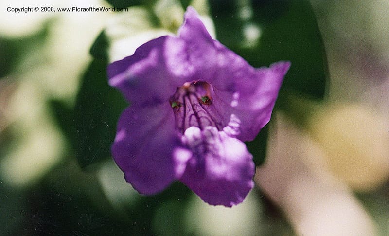 Ruellia peninsularis--AZ. Tucson Bot. Garden. 11 Sep 01. 004.jpg
