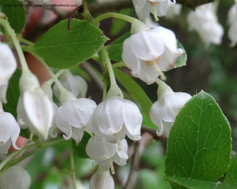 Vaccinium arboreum, Davidson, C 13042--South Carolina. Oconee Co. Tugaloo R. 19 May 2015.  (85).JPG