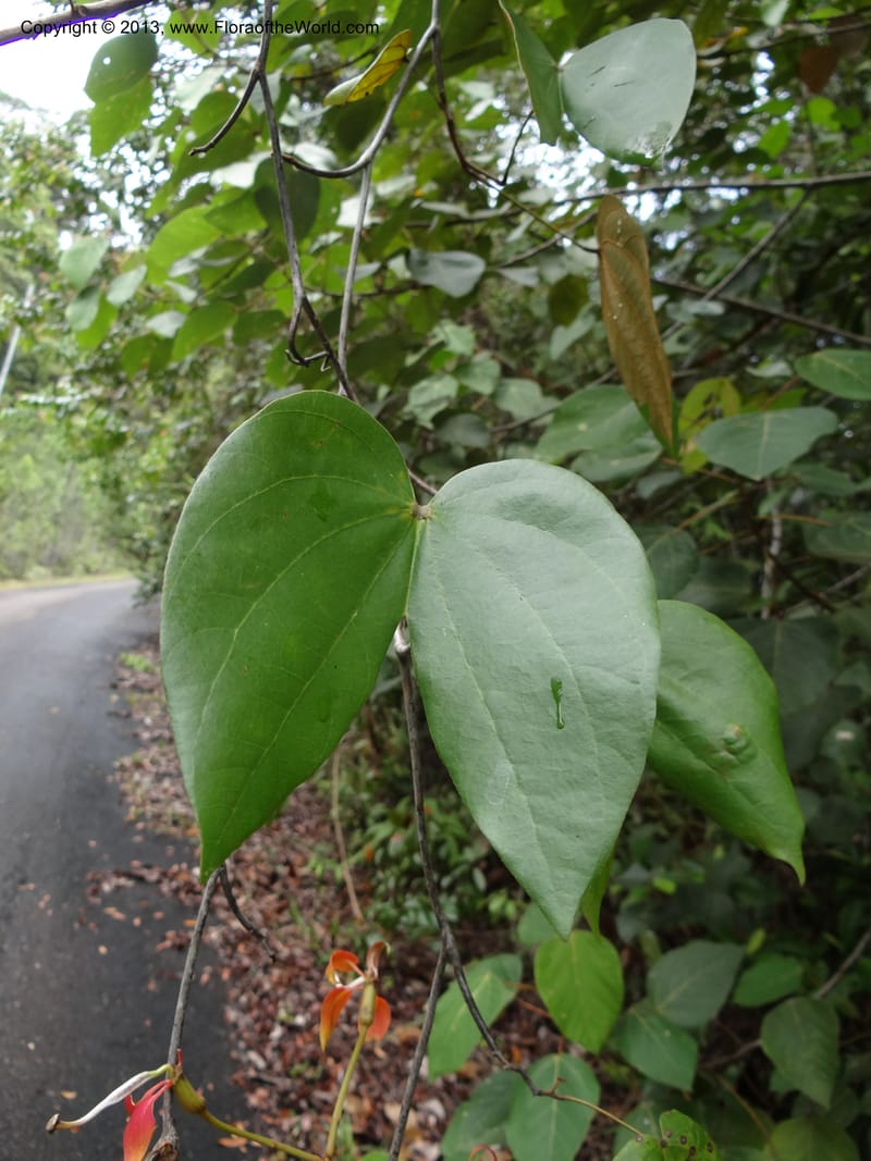 Bauhinia kockiana, SAN.153247--Malaysia, Sabah. Tawai For. Res. 9 Apr 2012. DSC07890 (16).JPG