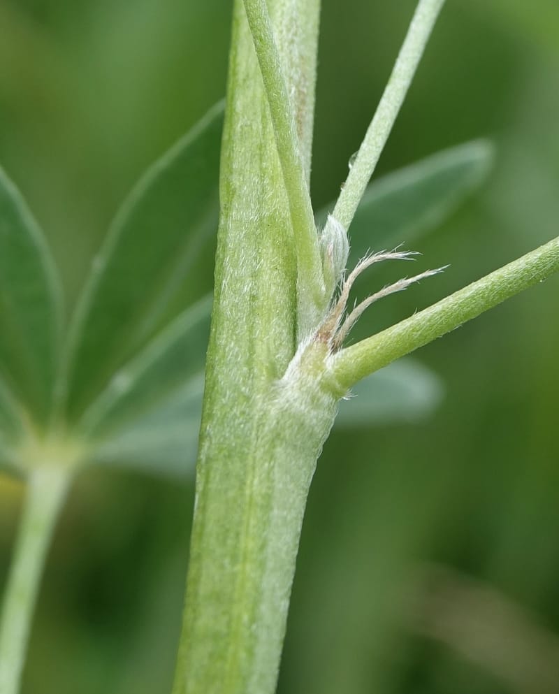 Lupinus argenteus, C. Davidson 13628--ID. Fremont Co. Flat Ranch Preserve (TNC). 16 Jun 2017. DSC01715 (81).JPG