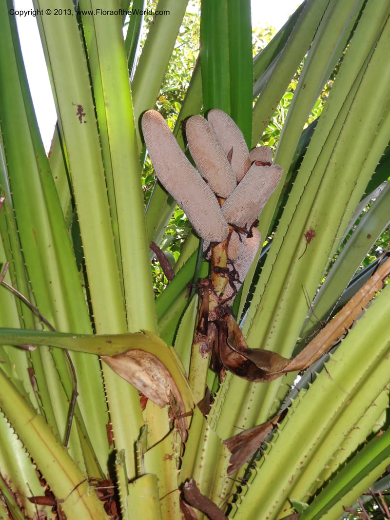 Pandanus epiphyticus, Callmander 1014--Malaysia, Sarawak. Bako Nat. Park. Paku Trail. DSC06071 (62).JPG