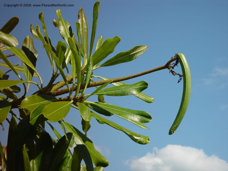 Plumeria. 992117B--FL. Fairchild Trop. Gard. 16 Jan 03. 020.jpg