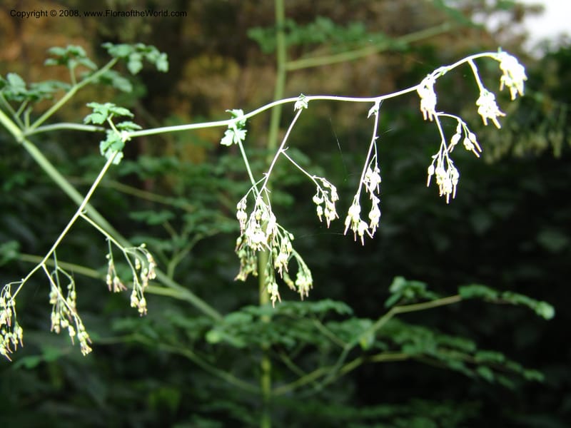Thalictrum rhynchocarpum--Kenya. Brooks Bond Tea Estate, Kericho. 8 Jul 04. 119.jpg