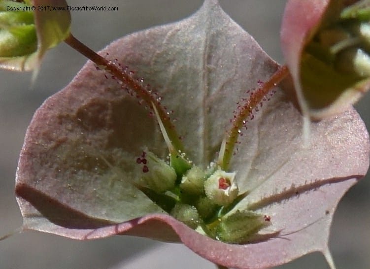 Oxytheca perfoliata, Davidson, C 13128--California. Inyo Co. Mahogany-Wild Rose Rd. 19 Apr 2016.  (134).JPG