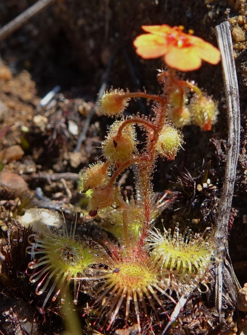 Drosera glanduligera, Davidson, C 13468--Australia. W.A. Sullivan's Rock. 28 Oct 2016. DSC05796 (142).JPG