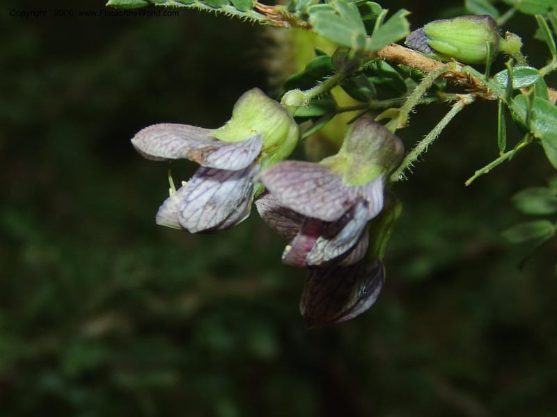 Ormocarpum trichocarpum, W3130--So. Africa. Mpumal. Karino, Whyte Thorne Gdn. 14 Mch 05. 023.jpg