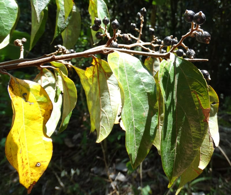 Cryptocarya turrilliana, Lowry, P 7352--Fiji. Nabouwalu Rd. 5 Nov 2015. DSC09606 (27).JPG