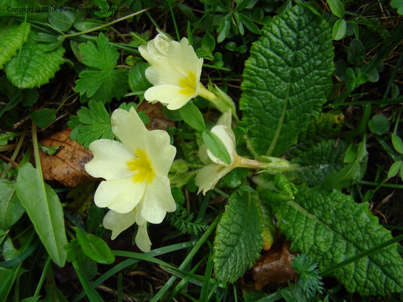 Primula vulgaris, C. Davidson 11222--Slovenia, Stajerska Region, Menina Planina, 19 May 2008.  014.jpg