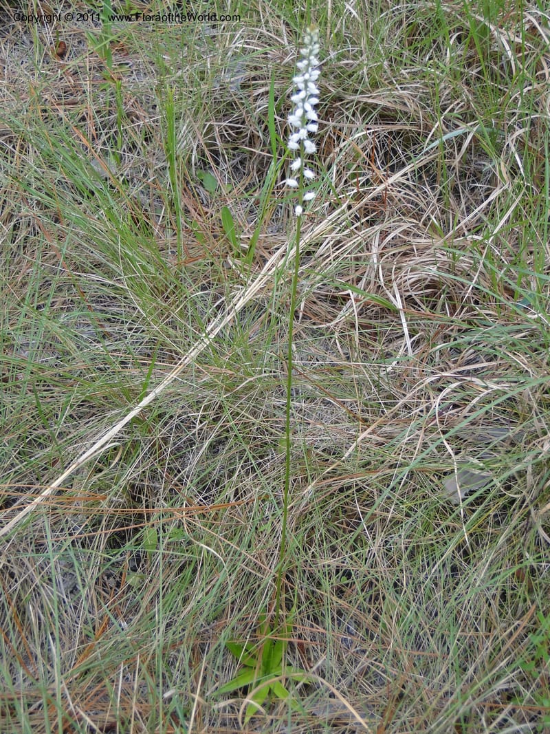 Aletris farinosa, Davidson, C 11748, USA, North Carolina, Brunswick County, Green Swamp off Hwy 211, W of Wilmington, 22 May 2010 (1).JPG