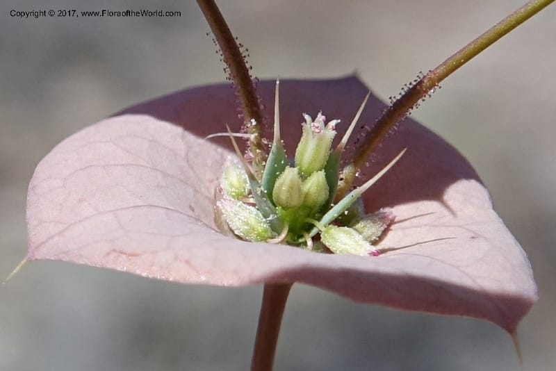 Oxytheca perfoliata, Davidson, C 13128--California. Inyo Co. Mahogany-Wild Rose Rd. 19 Apr 2016.  (139).JPG