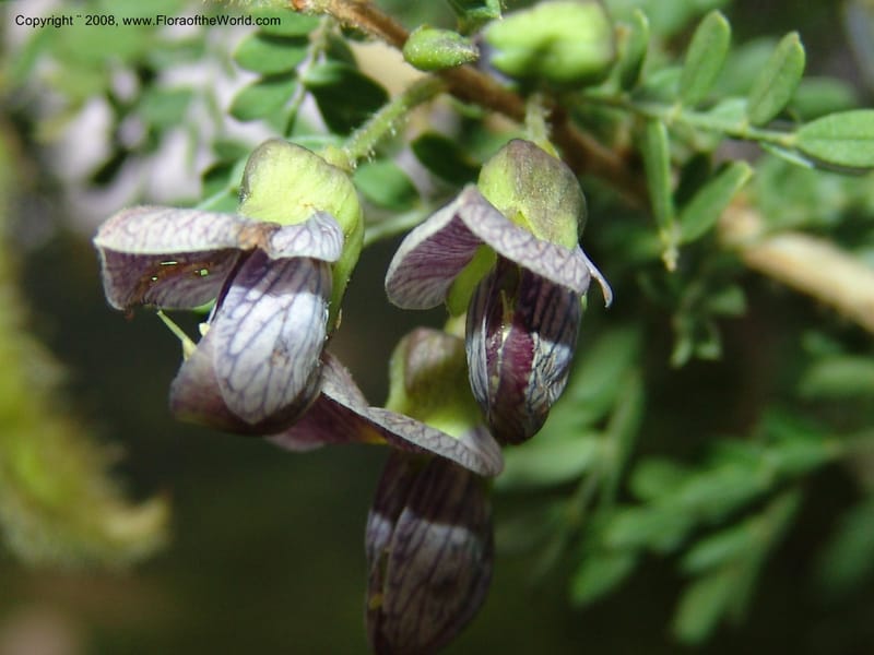 Ormocarpum trichocarpum, W3130--So. Africa. Mpumal. Karino, Whyte Thorne Gdn. 14 Mch 05. 024.jpg