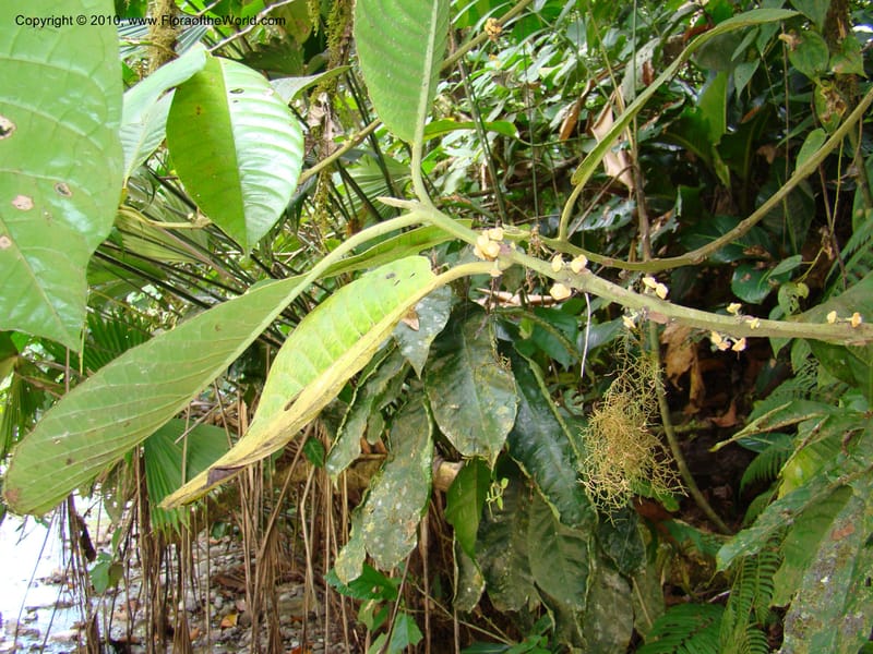 Siparuna pauciflora, B. Hammel 24703--Costa Rica. Prov. Limon. Selva Bananito Lodge. 13 Apr 08. 197 (4).jpg