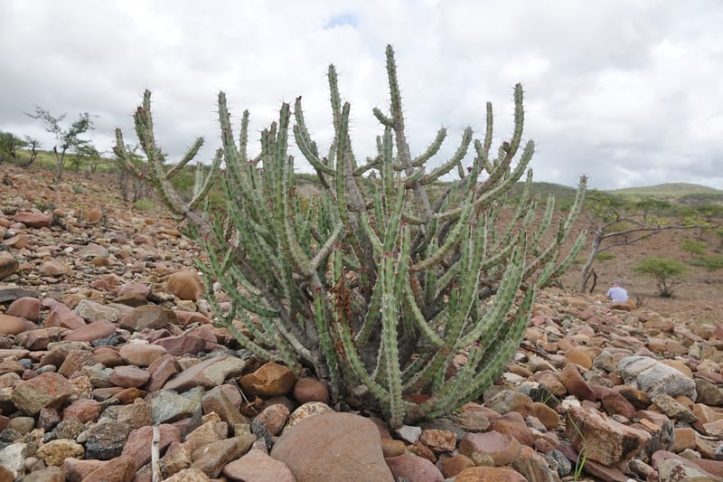 Euphorbia subsalsa subsp. fluviatilis, Nanyenia 1191--Namibia. Dry waterfal. 20 Mar 2018. DSC01925 (26).JPG