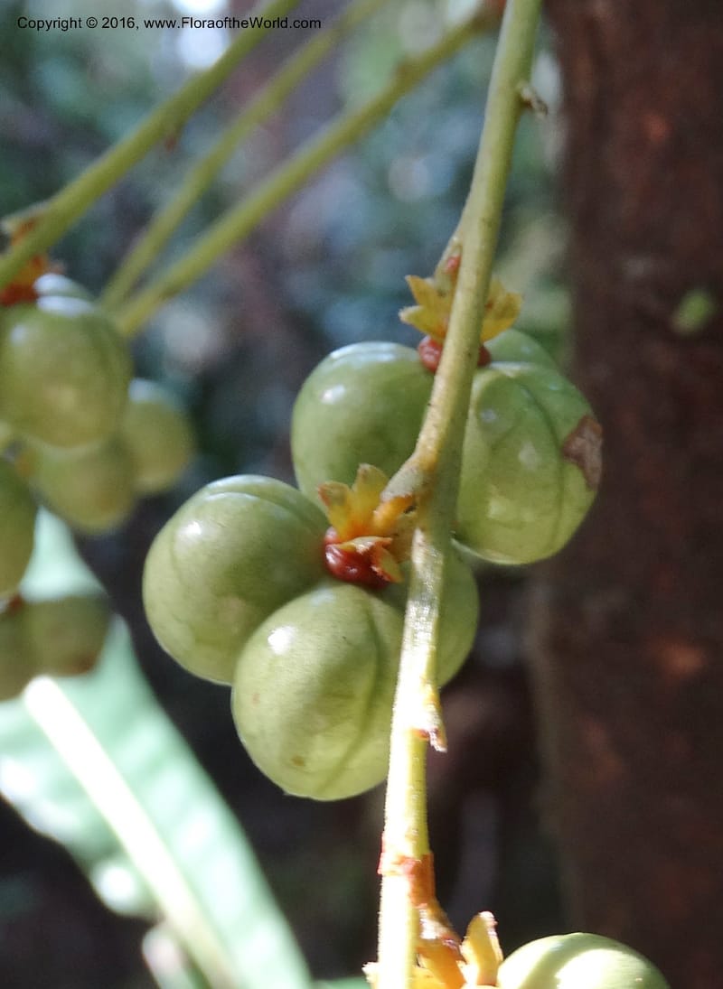 Agrostistachys longifolia, Davidson, C 12889--Sabah. Sapa Paya For. Res. 23 Mar 2015. DSC00001 (149).JPG