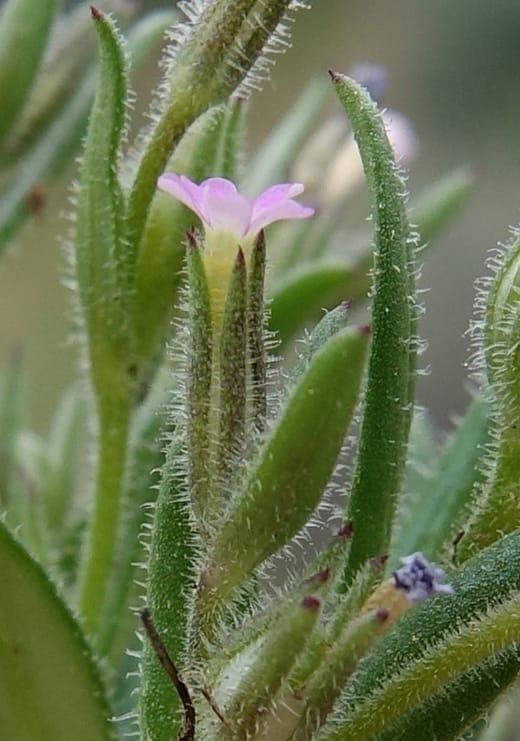 Microsteris gracilis var. humilior, C. Davidson 13566--ID. Blaine Co. Rock Creek Preserve. TNC. 14 May 2017. DSC00477 (131).JPG