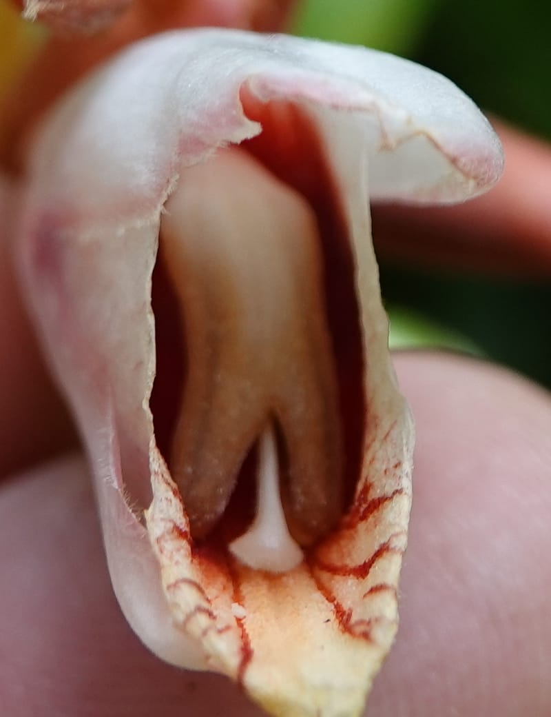 Alpinia blepharocalyx, D. Boufford 44112--China. Yunnan. Lao jun Shan. 30 Apr 2018. DSC00424 (208).JPG