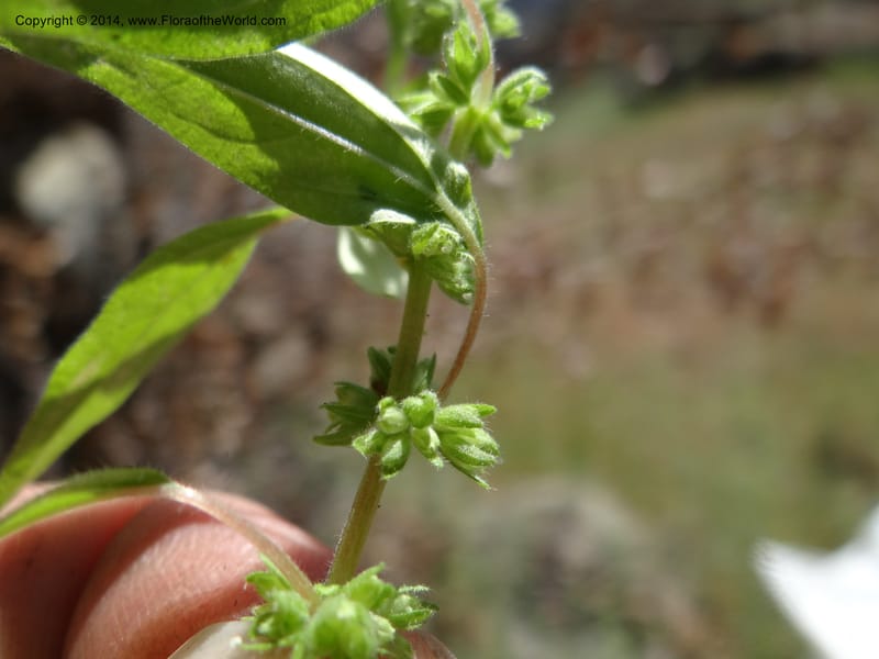 Parietaria pensylvanica, Davidson, C 12143--Oregon. Wallowa Co. Imnaha River. 7 May 2013. DSC03887 (262).JPG