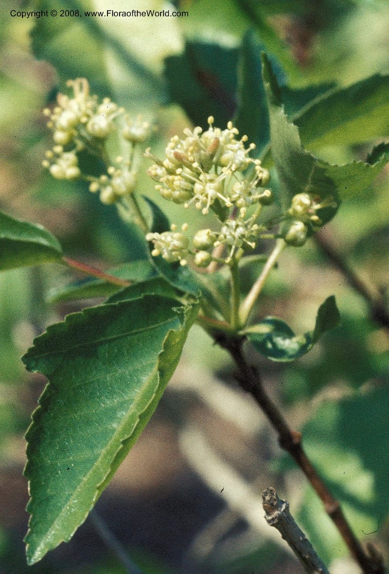 Acer ginnala--CA. Los Angeles State & Co. Arboretum. Mar 76. 005.jpg