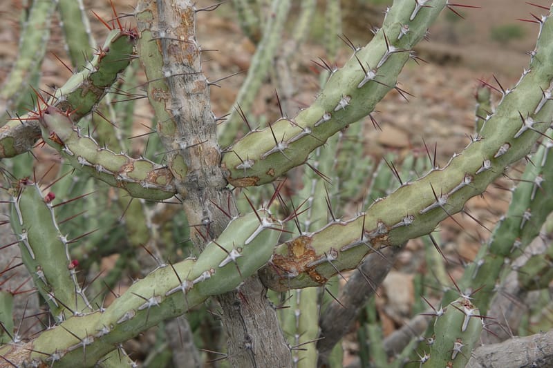 Euphorbia subsalsa subsp. fluviatilis, Nanyenia 1191--Namibia. Dry waterfal. 20 Mar 2018. DSC01925 (27).JPG