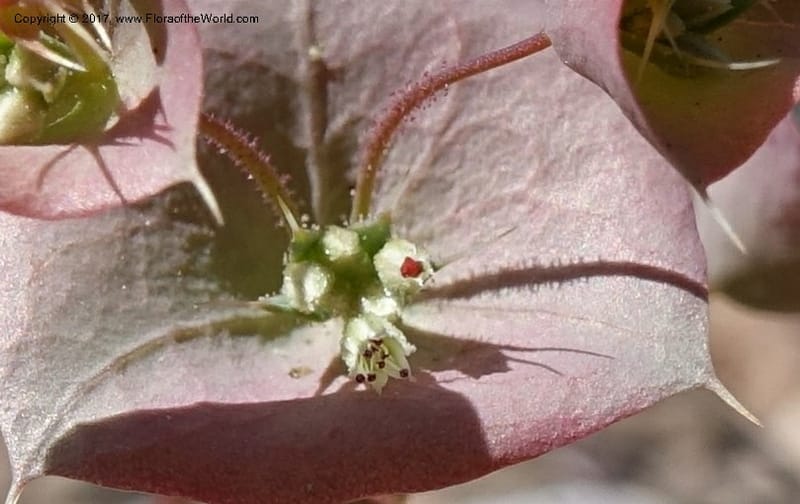 Oxytheca perfoliata, Davidson, C 13128--California. Inyo Co. Mahogany-Wild Rose Rd. 19 Apr 2016.  (153).JPG