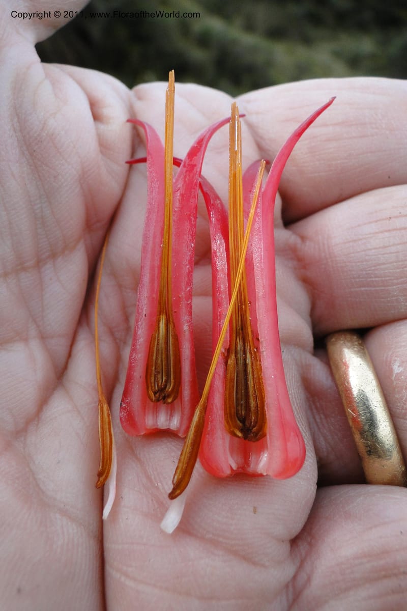 Ceratostema alatum, Ulloa 1999--Ecuador. Napo. Papallacta to Baeza. 1 Jun 2011. 469 (20).jpg