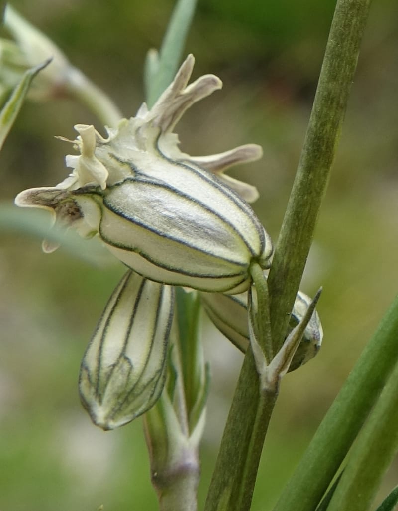 Silene gracilicaulis, D. Boufford 44025--China. Sichuan. Litang Xian. 15 Aug 2017. DSC06139 (251).JPG