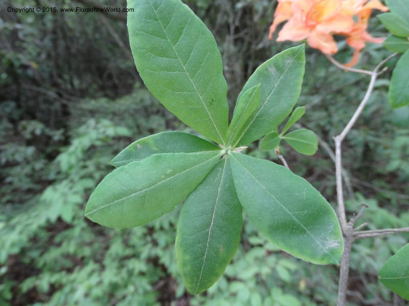 Rhododendron calendulaceum, Davidson, C 12949--North Carolina. Trans. Co. Yellow Gap Rd. Pink Beds. 11 May 2015. DSC03958 (10).JPG