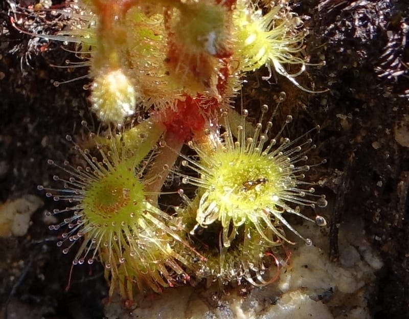 Drosera glanduligera, Davidson, C 13468--Australia. W.A. Sullivan's Rock. 28 Oct 2016. DSC05796 (141).JPG