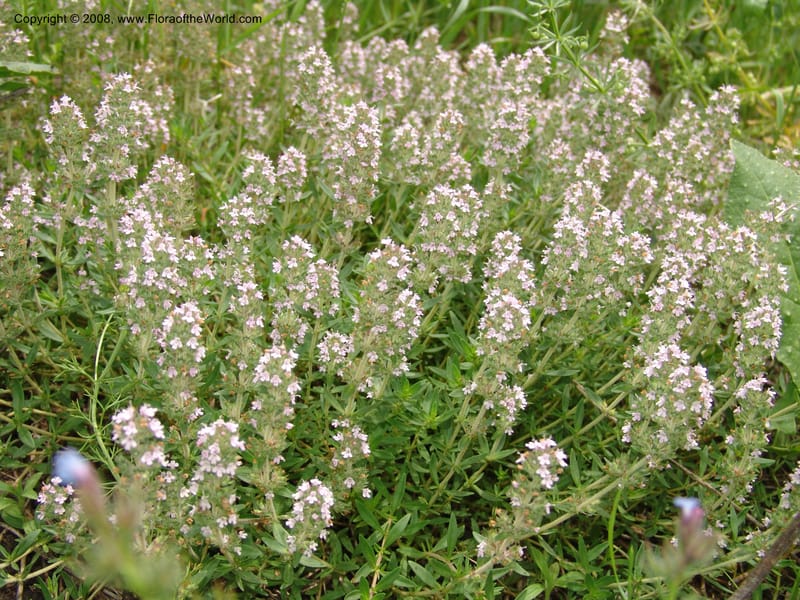 Thymus tiflisensis--Georgia. Gori Upland, Gareji Steppe. Near salty lake. 9  Jun 05. 124.jpg