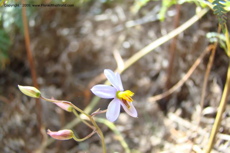 South Africa. Cape Prov. Kogelberg Nat. Res. 21 Jan 09. 179.jpg