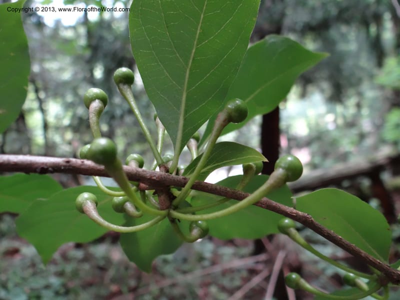Lindera chienii, Davidson, C 11955--China. Zhejiang Priv. Tian Mu Shan. 31 May 2012. DSC00927 (154).JPG