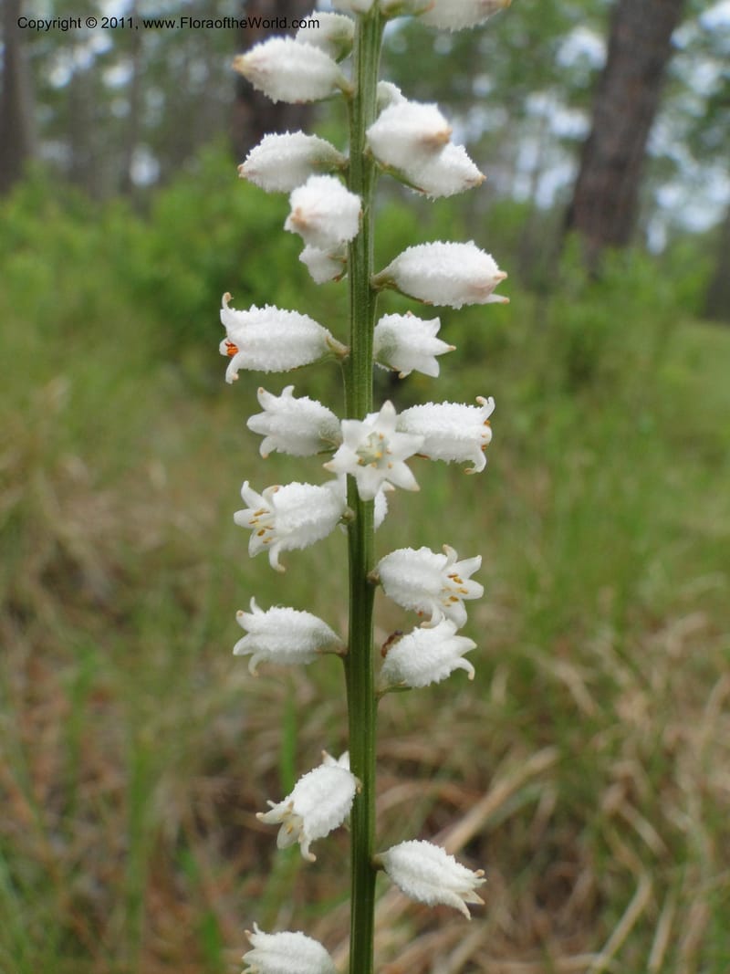 Aletris farinosa, Davidson, C 11748, USA, North Carolina, Brunswick County, Green Swamp off Hwy 211, W of Wilmington, 22 May 2010 (4).JPG