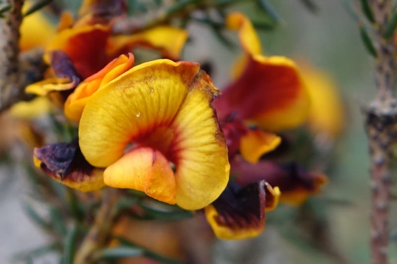 Pultenaea verruculosa, Davidson, C 13524--Australia. W. A. Trail to Mt. Hassell. 30 Oct 2016. DSC07078 (88).JPG